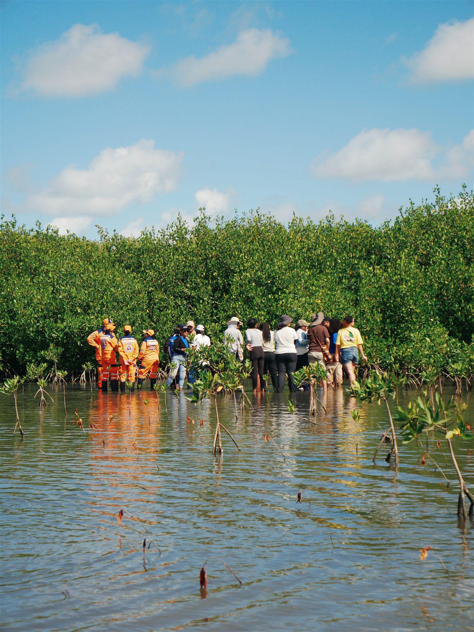 Community members wading through the wetland to plant mangroves at the Ciénaga de Mallorquín