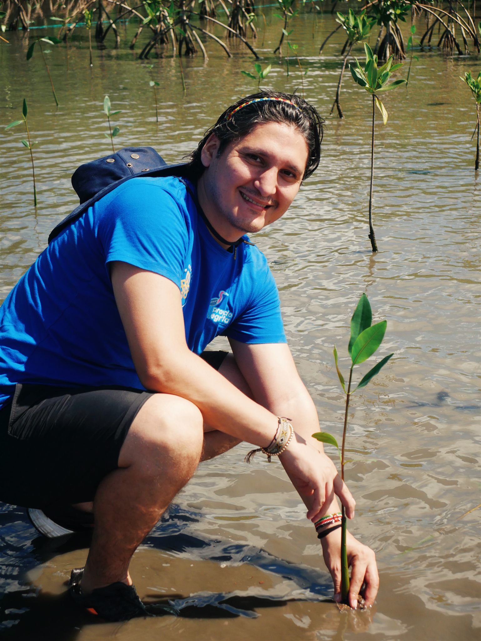 A volunteer planting a mangrove seedling in the shallow water